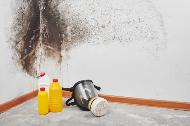 Best Mold Removal Process  in Lake Winnebago, MO