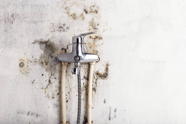 Best Local Mold Removal Service  in Lake Winnebago, MO