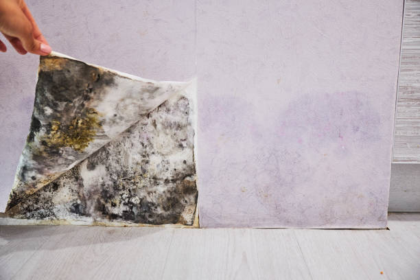 Home Mold Removal in Lake Winnebago, MO